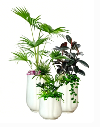 海曙花木租赁品种基础知识大全，快速掌握